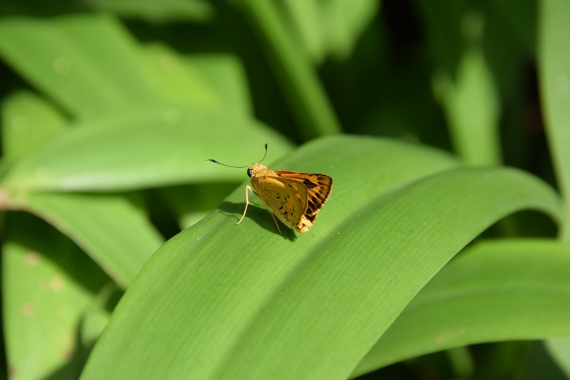 farfalla-avere 30 anni www.civico30.net