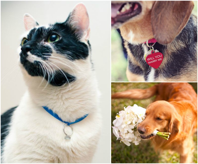 proposta matrimonio amici 4 zampe