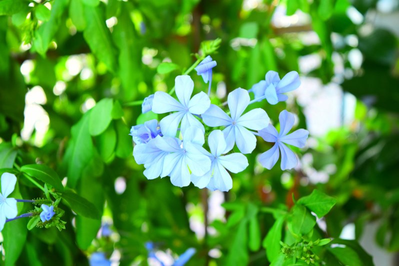 PLUMBAGO varigotti