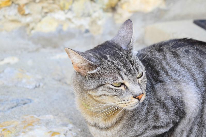 anniversary shooting_a modo wedding35